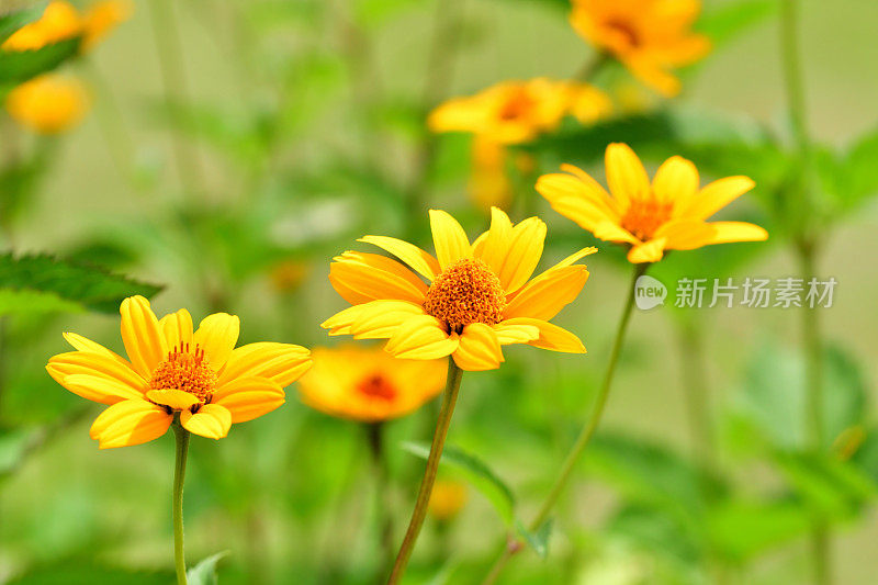 Heliopsis helianthides / Oxeye雏菊花